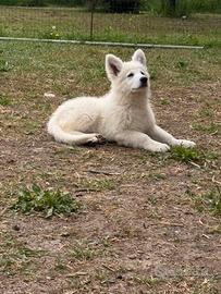 Cuccioli di pastore svizzero