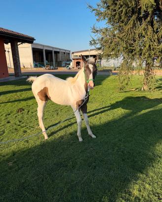 Puledro