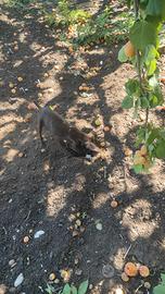 Cucciola da tartufo