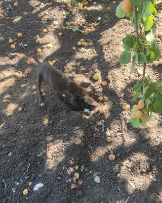 Cucciola da tartufo