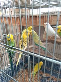 Cocorite