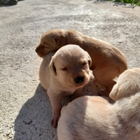 Cuccioli di labrador disponibili originali genitor