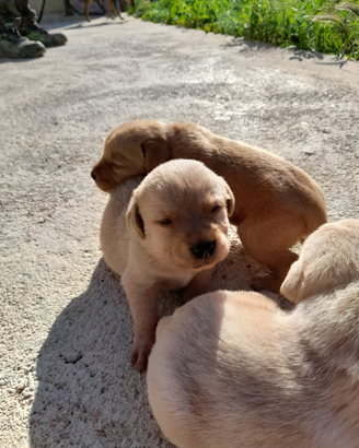 Cuccioli di labrador disponibili originali genitor