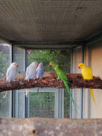 Parrocchetti dal Collare mutati giovani e adulti