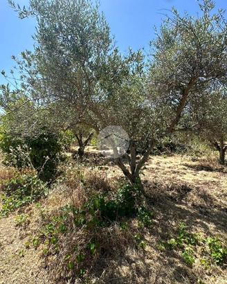 TER. AGRICOLO A CASTELDACCIA