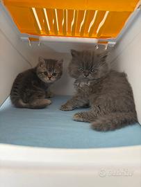 Cuccioli di Brithis shorthaire
