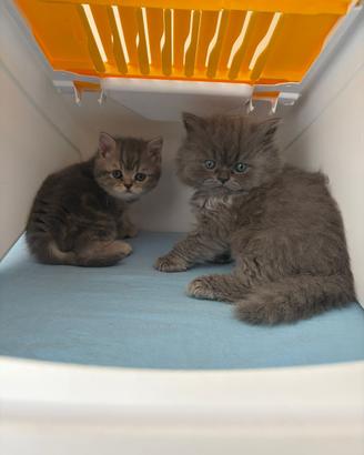 Cuccioli di Brithis shorthaire