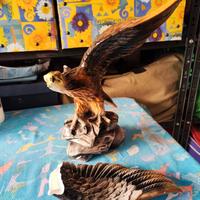 Aquila da collezione rotta