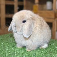 Coniglio nano minilop