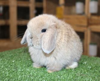Coniglio nano minilop