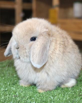 Coniglio nano minilop