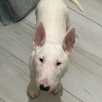 Bull terrier