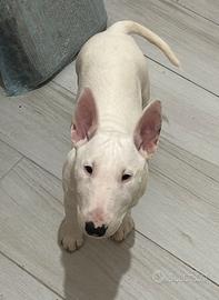 Bull terrier