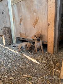 Cuccioli di Meticcio