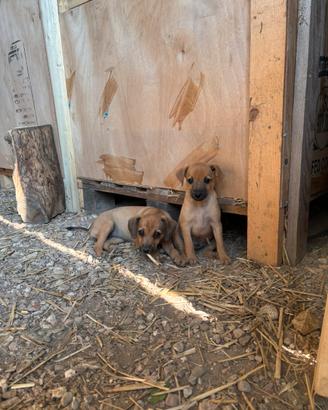 Cuccioli di Meticcio
