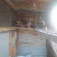 Fagiani argentati maschi e femmine