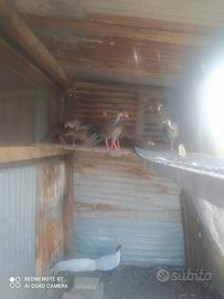 Fagiani argentati maschi e femmine