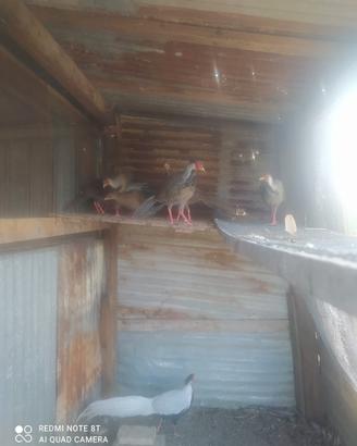 Fagiani argentati maschi e femmine