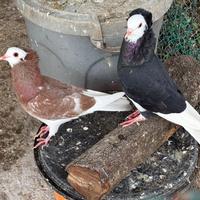 Picconi incrocio cappuccini