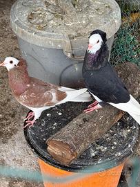 Picconi incrocio cappuccini