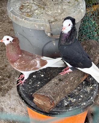 Piccioni incrocio cappuccini