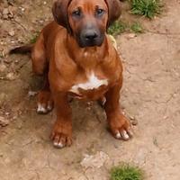 Ultima Rhodesian Ridgeback