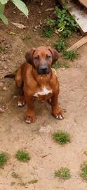 Ultima Rhodesian Ridgeback