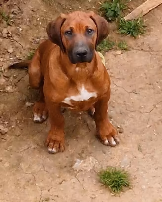Ultima Rhodesian Ridgeback