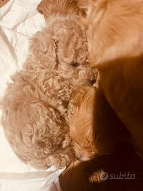 Cucciola toy -mini toy