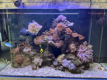 12 kg di Rocce vive acquario marino