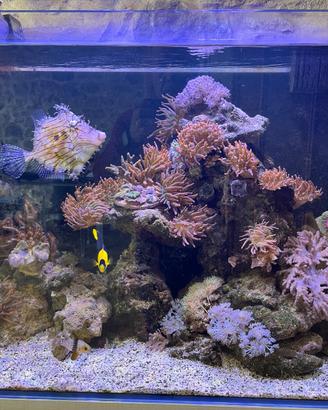 12 kg di Rocce vive acquario marino