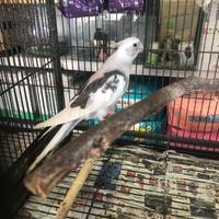 Uccelli calposita allevati a mano