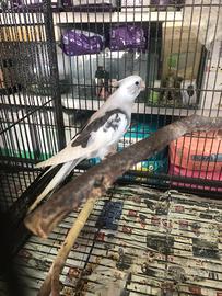 Uccelli calposita allevati a mano