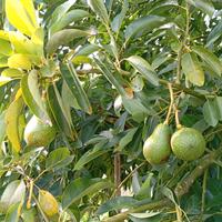 piante di avocado bacon innestate