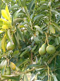 piante di avocado bacon innestate