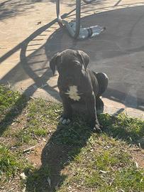 Cuccioli cane corso