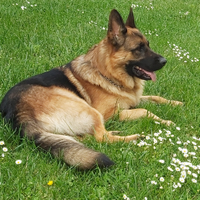 Pastore tedesco alta genealogia