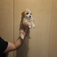 Meravigliosa femminuccia di Maltipoo toy