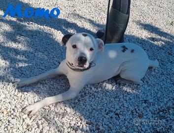 Momo mix pitbull