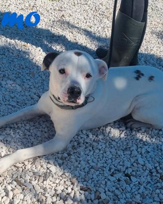 Momo mix pitbull