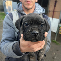 Cuccioli di cane corso