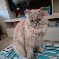 Scottish Straight Highland