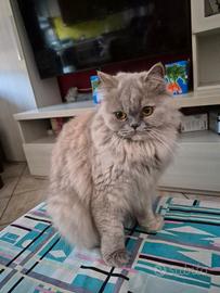 Scottish Straight Highland