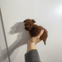 Barboncina teacup femminucica