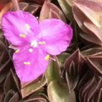 Pianta Callisia navicolaris