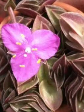 Pianta Callisia navicolaris