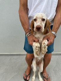 Setter inglese no attività venatoria