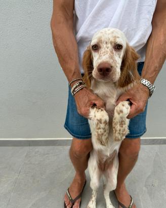Setter inglese no attività venatoria