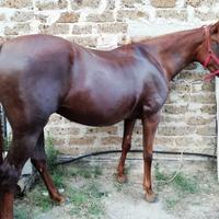Cavalla quarab