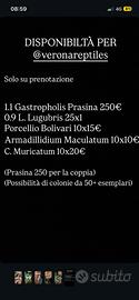 Disponibilità verona reptiles